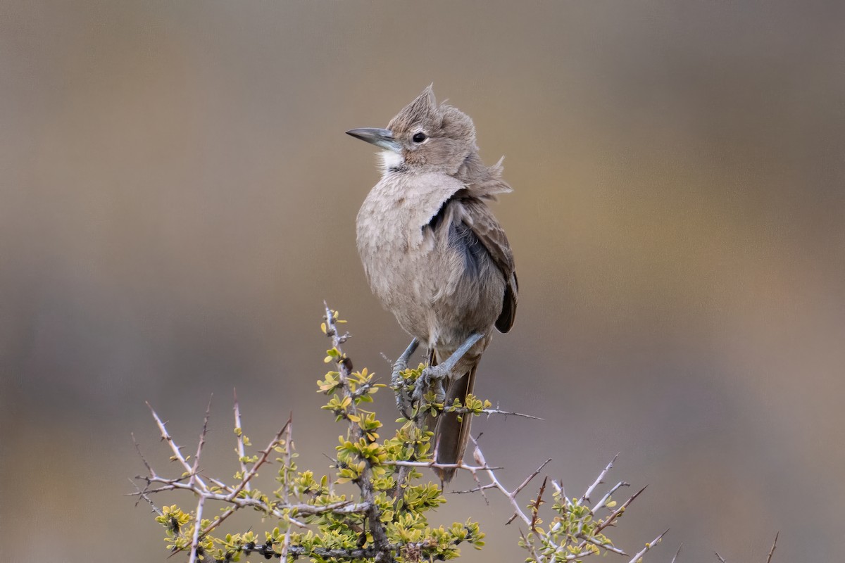 White-throated Cacholote - ML609337976