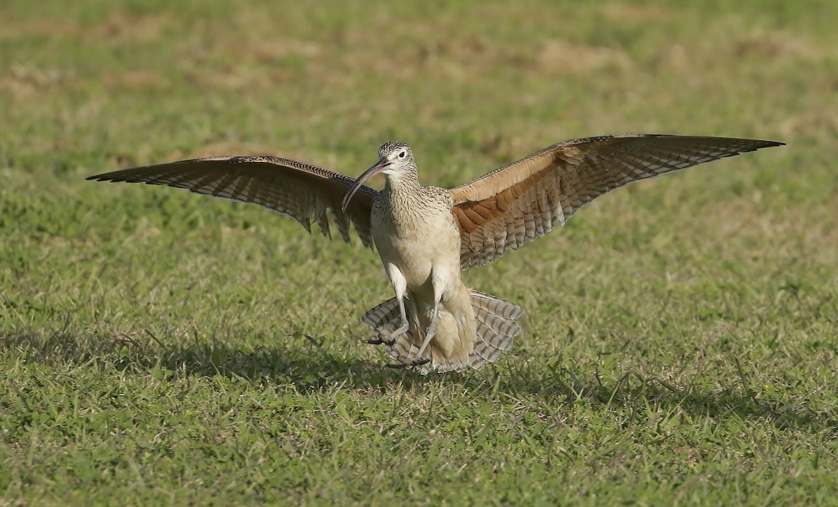 Long-billed Curlew - Phillip Odum