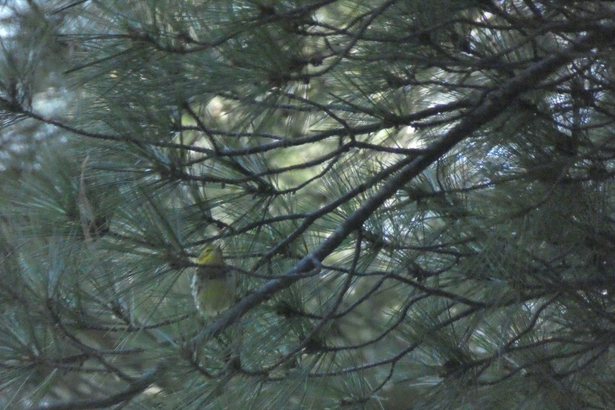 Black-throated Green Warbler - ML609338060