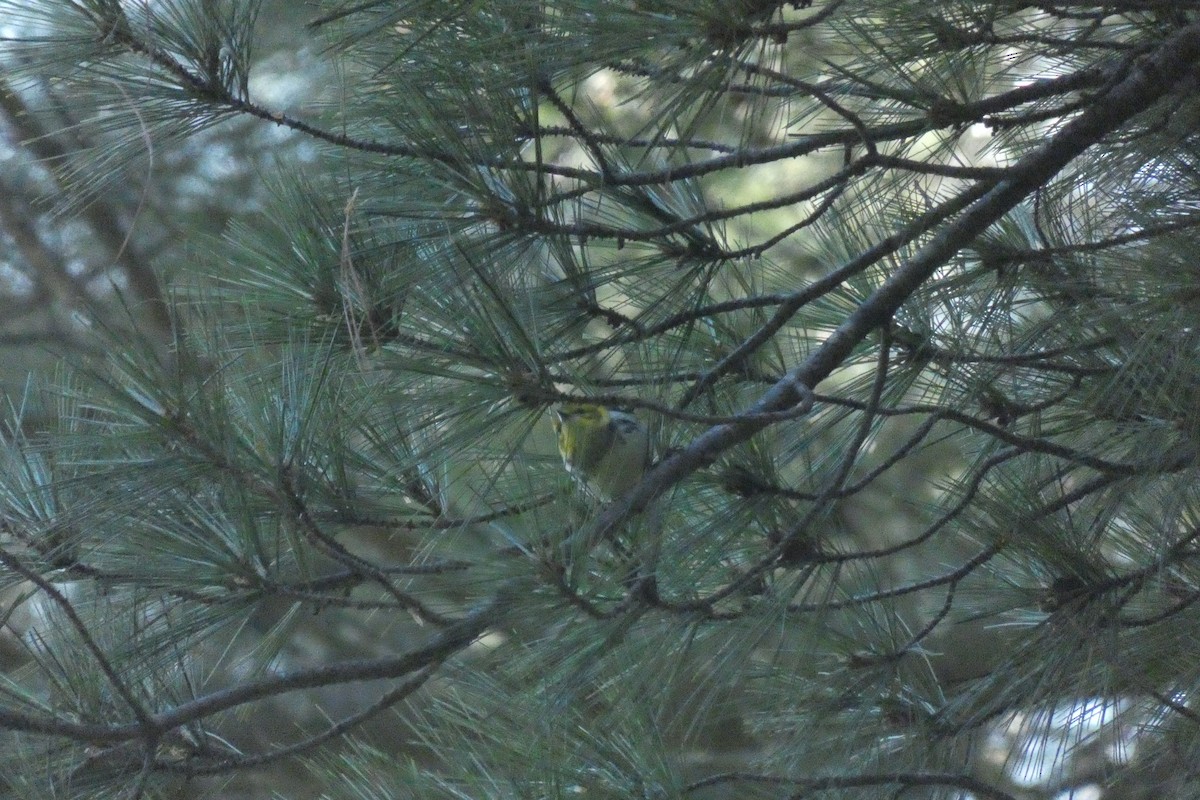 Black-throated Green Warbler - Manoli Strecker