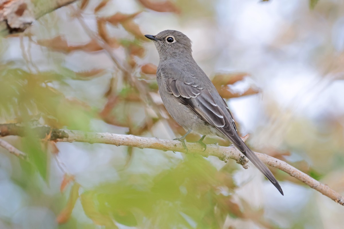 Townsend's Solitaire - Nathan Wall