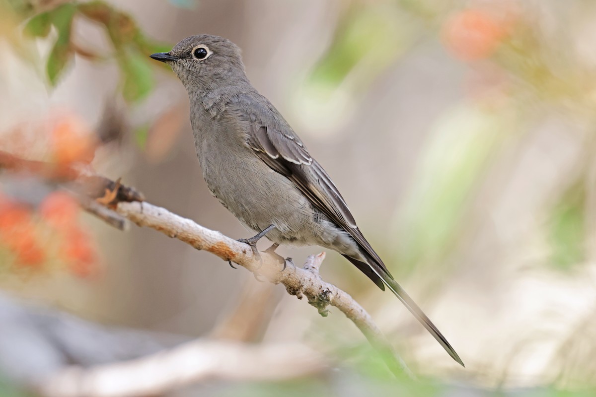 Townsend's Solitaire - Nathan Wall