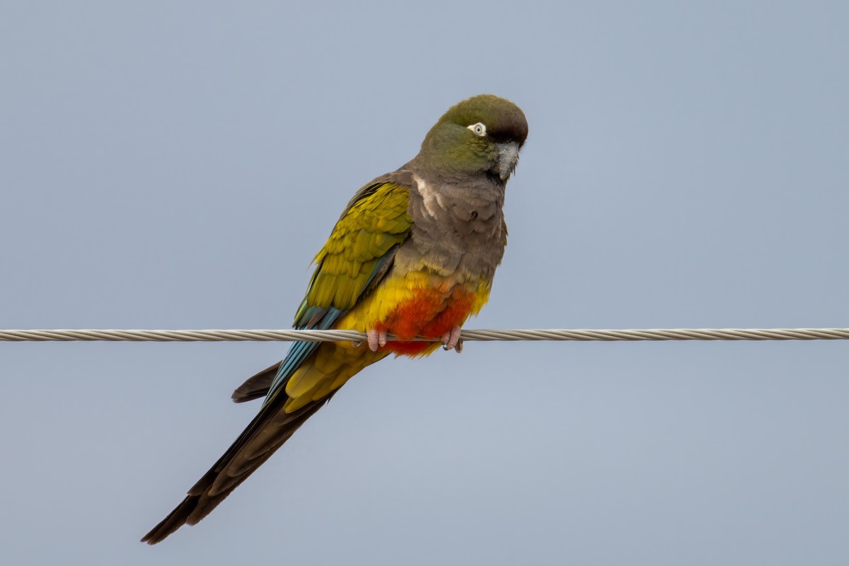 Burrowing Parakeet - Alex and Julia 🦜