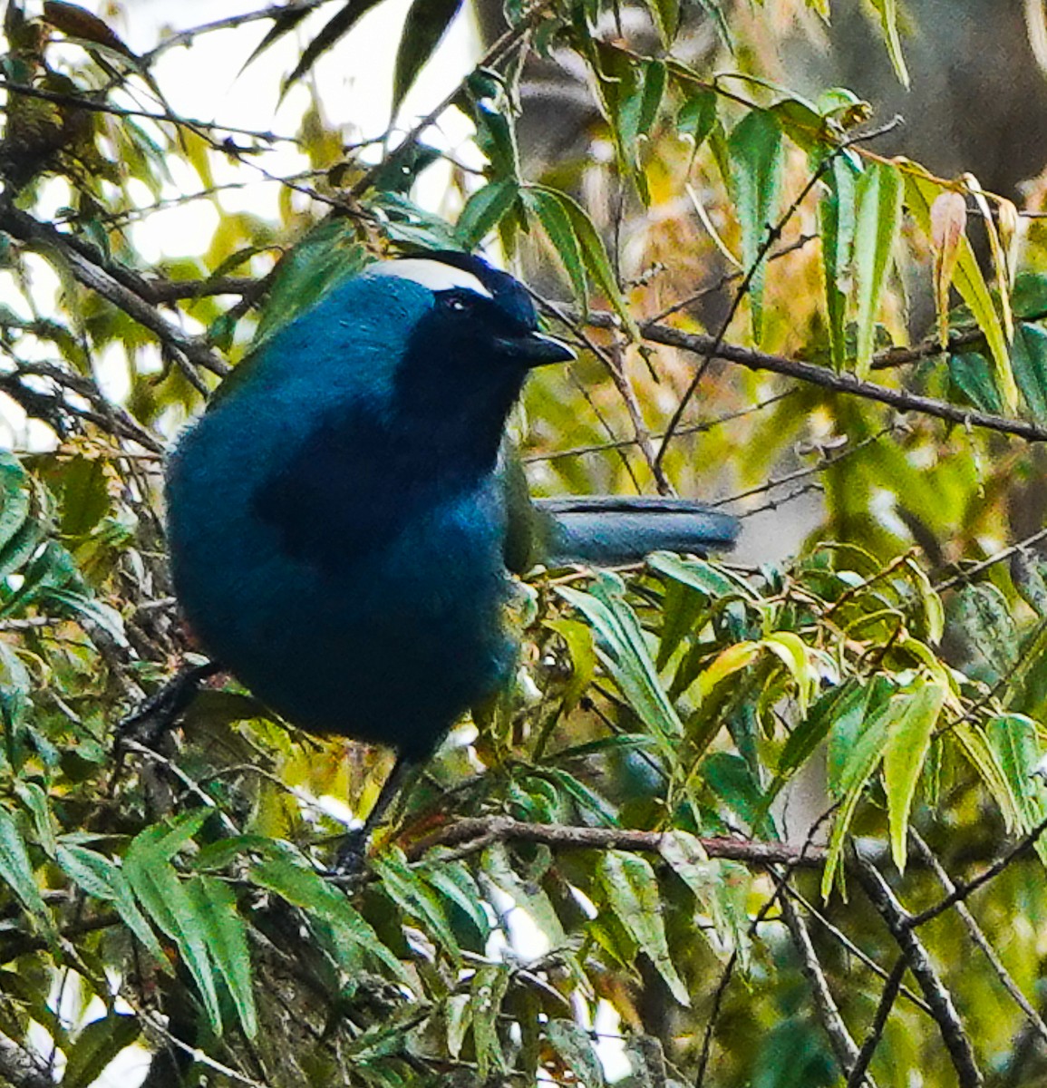 Eastern Crested Berrypecker - ML609338392