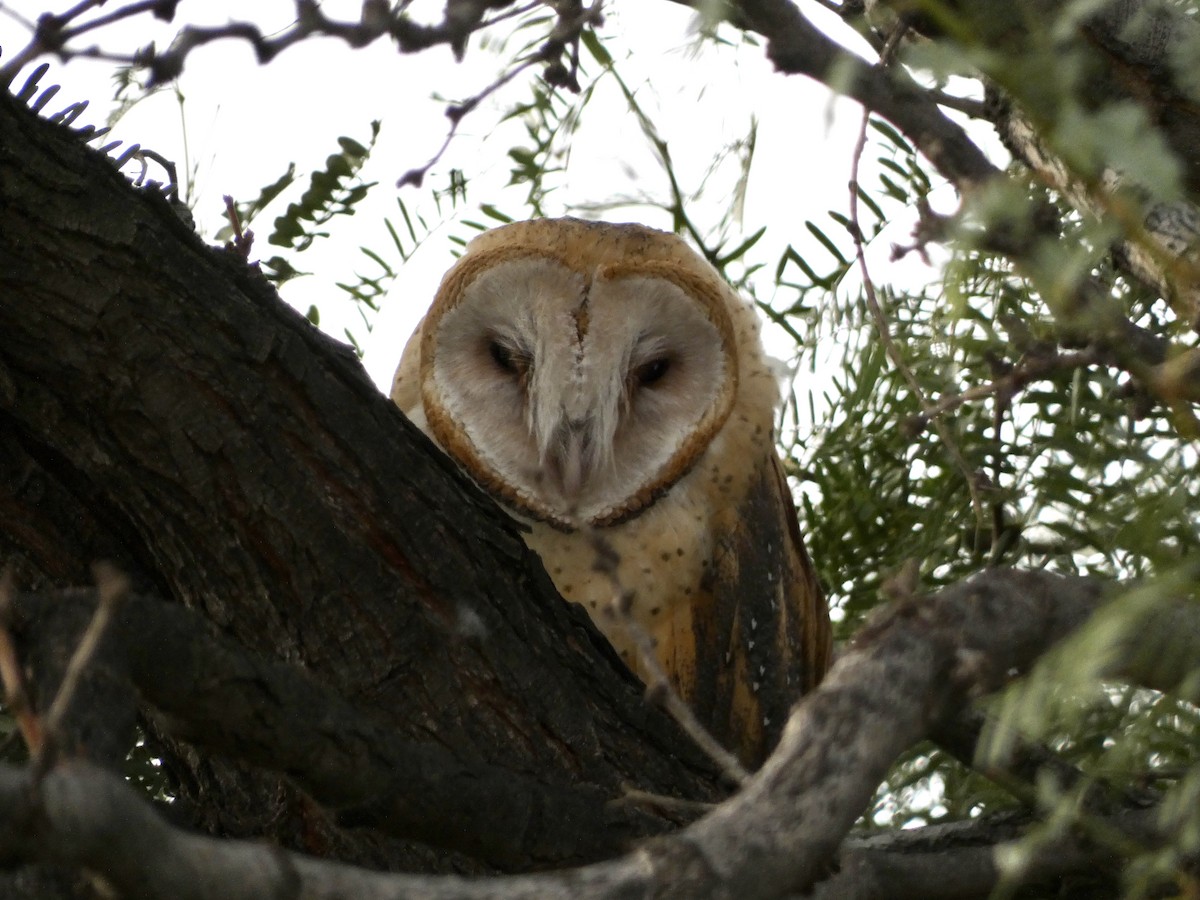 American Barn Owl - ML609338420