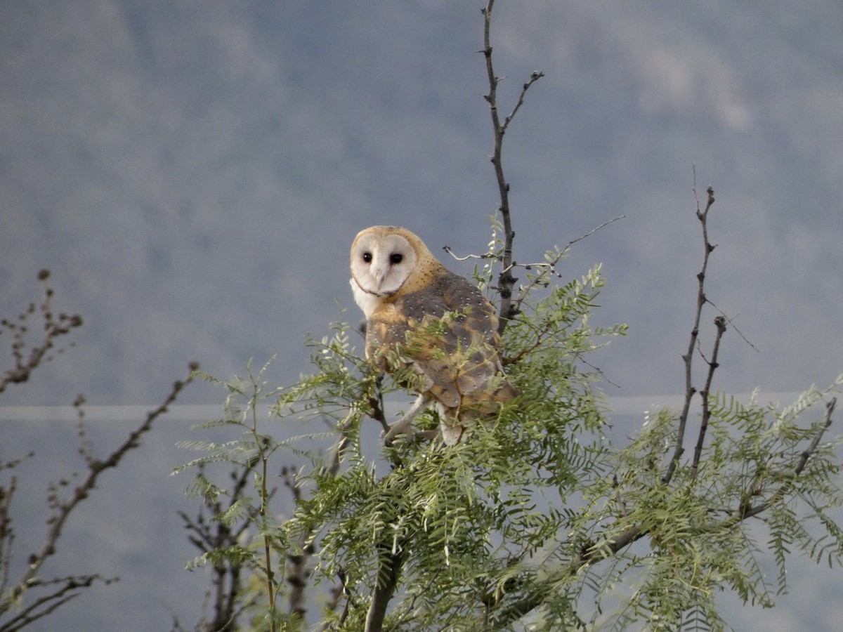 American Barn Owl - ML609338421