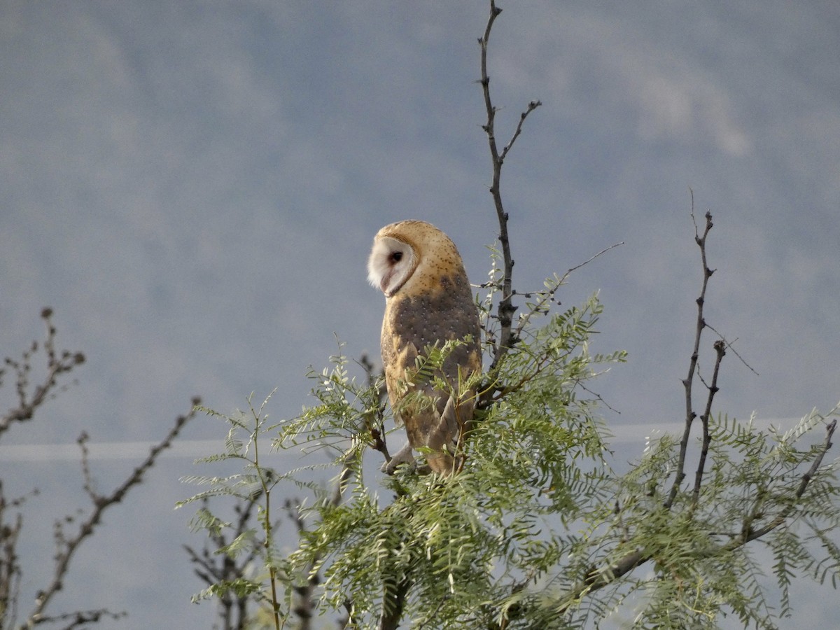 American Barn Owl - ML609338422