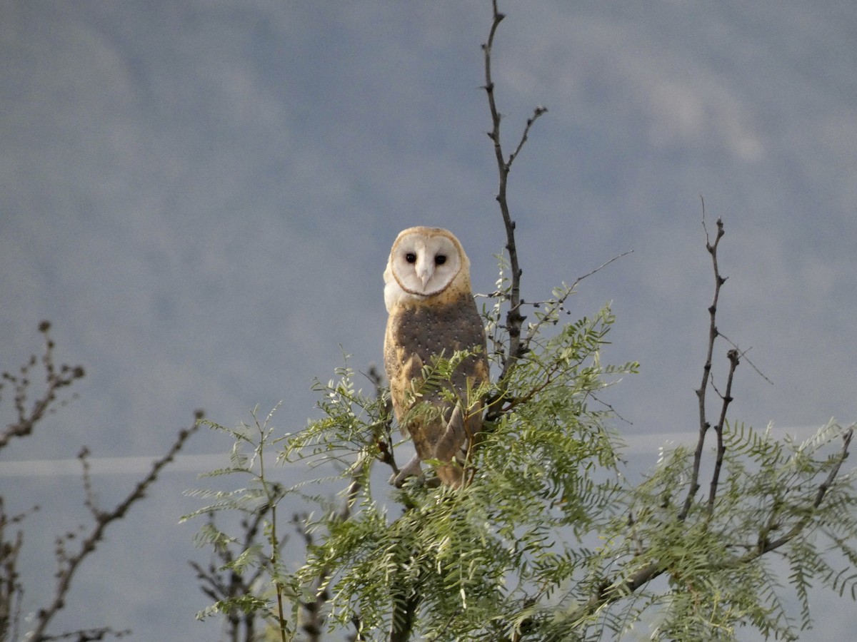 American Barn Owl - ML609338423