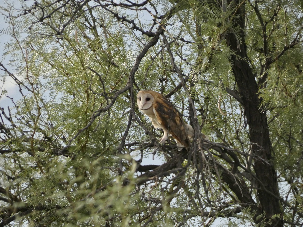 American Barn Owl - ML609338424