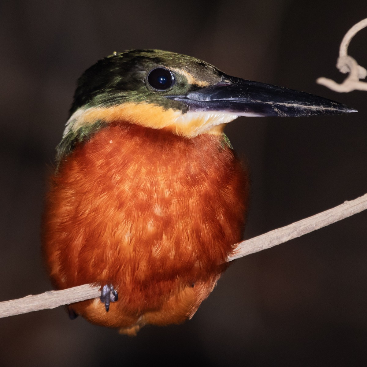 Green-and-rufous Kingfisher - ML609338449