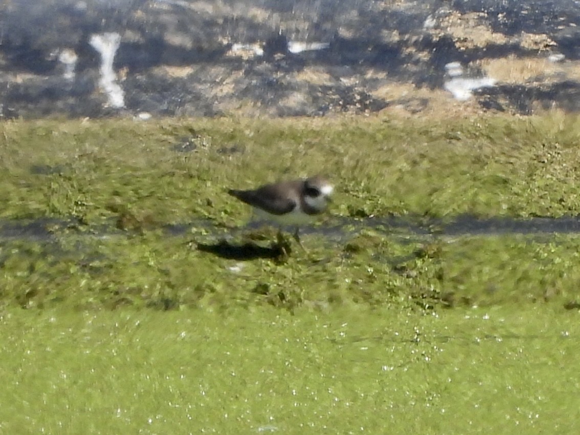 Semipalmated Plover - ML609338485