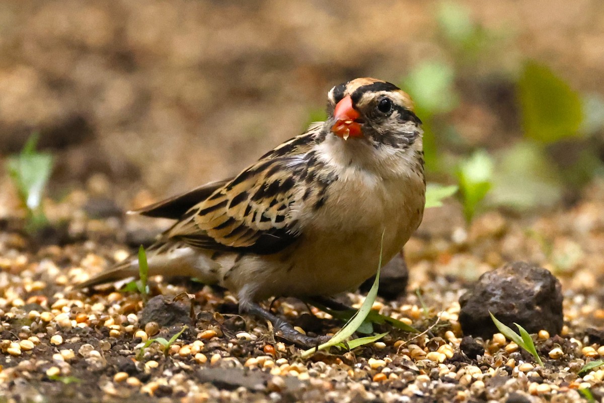 Pin-tailed Whydah - ML609338625