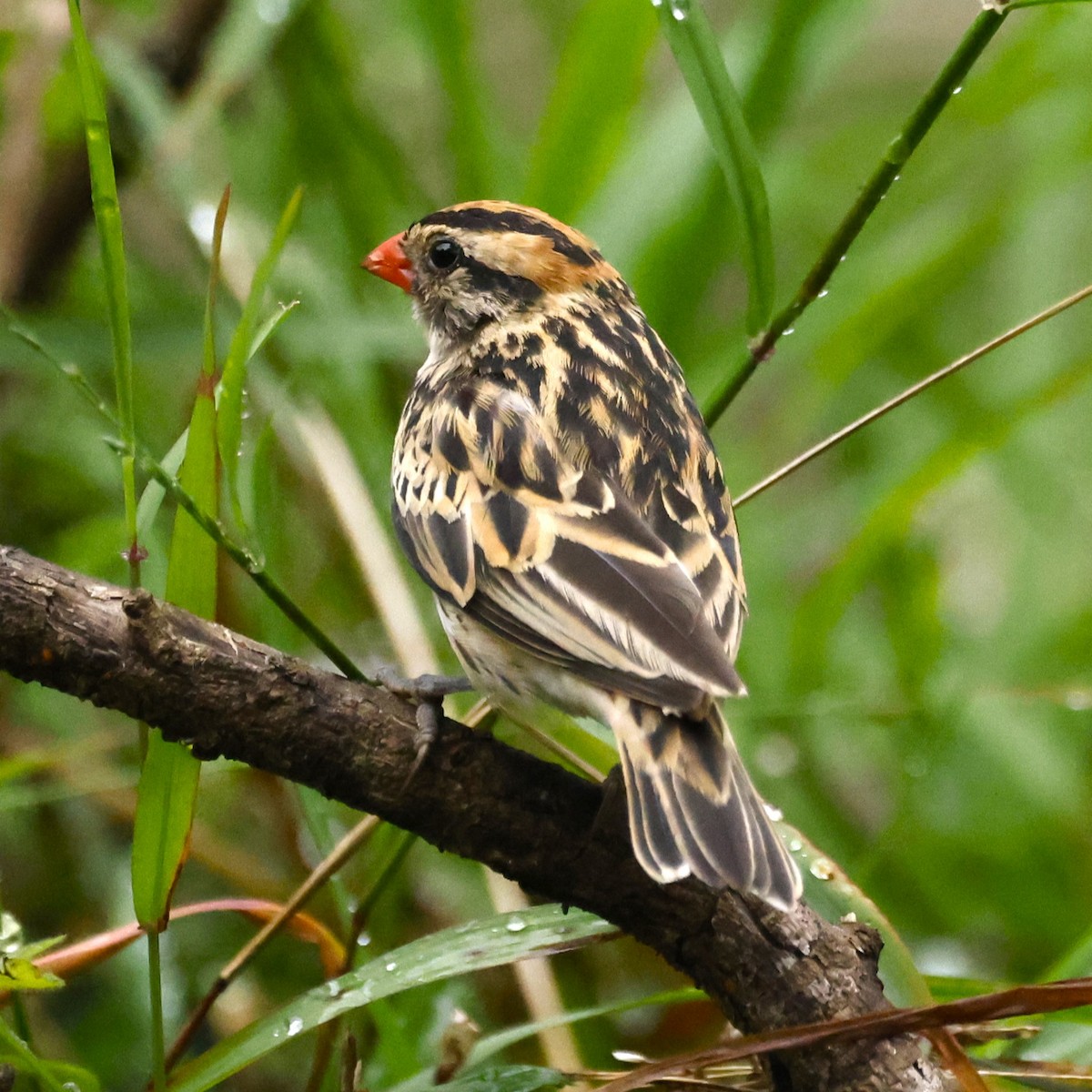 Pin-tailed Whydah - ML609338626
