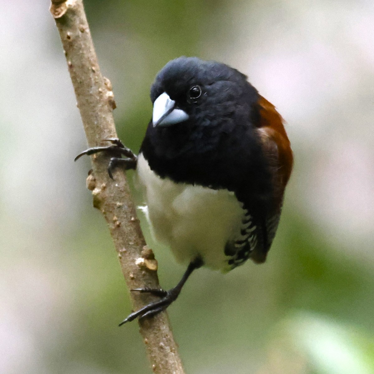 Black-and-white Mannikin (Red-backed) - ML609338635