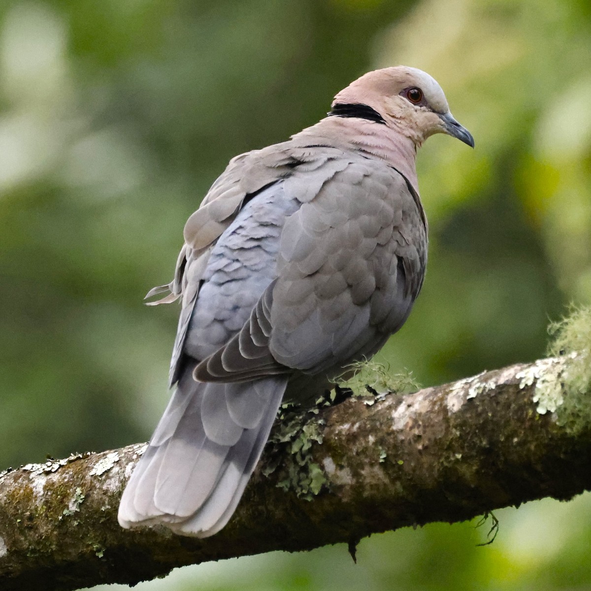 Red-eyed Dove - ML609338685