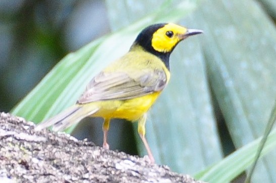 lesňáček kápový - ML609338701