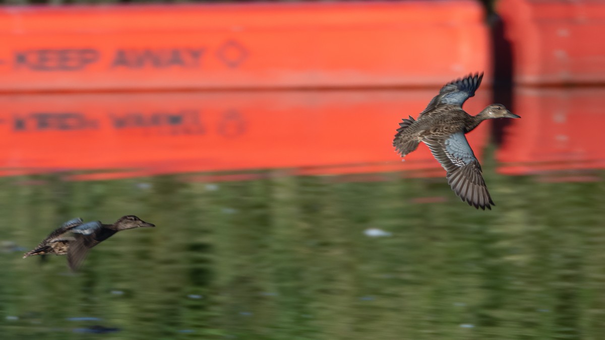 Blue-winged Teal - Michael McGovern