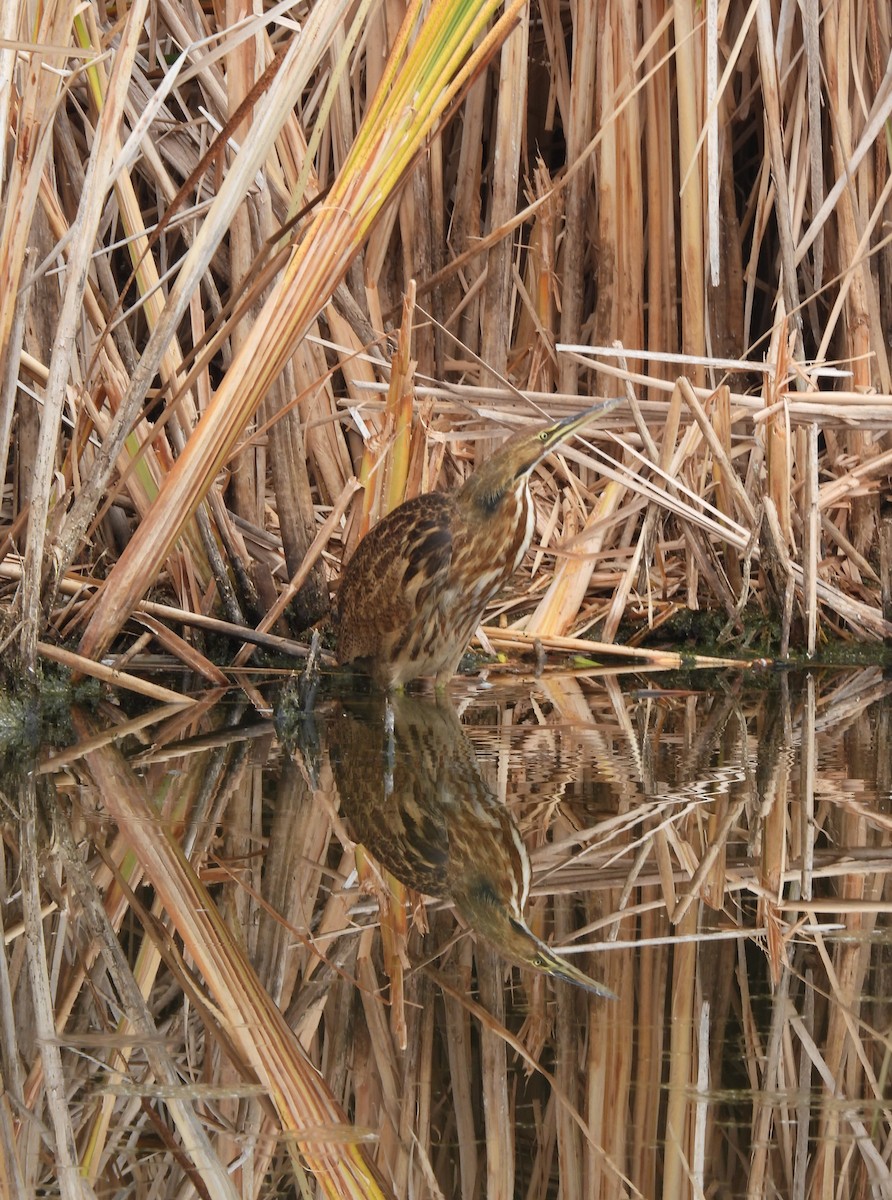 American Bittern - ML609338766