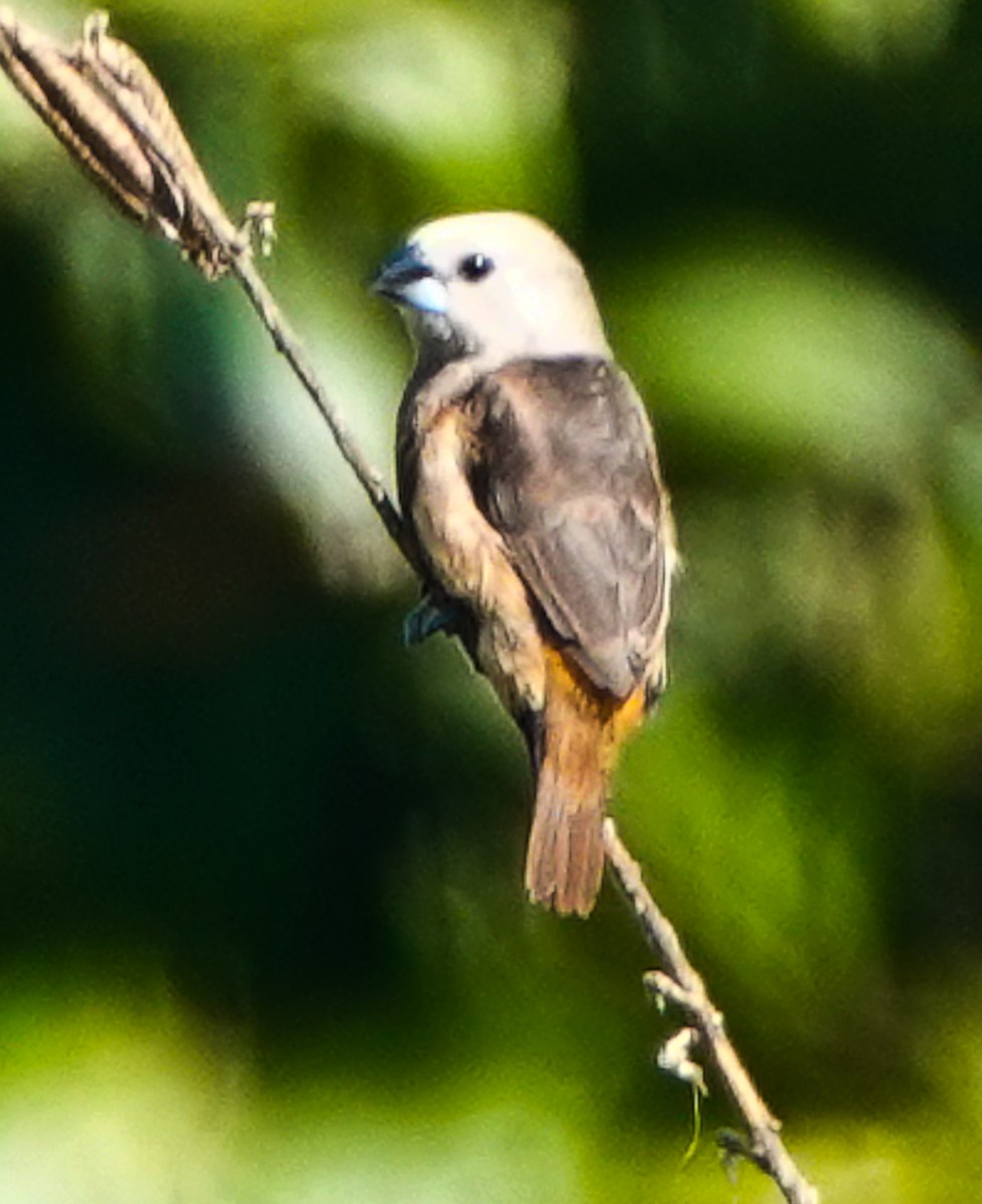 Gray-headed Munia - ML609338789