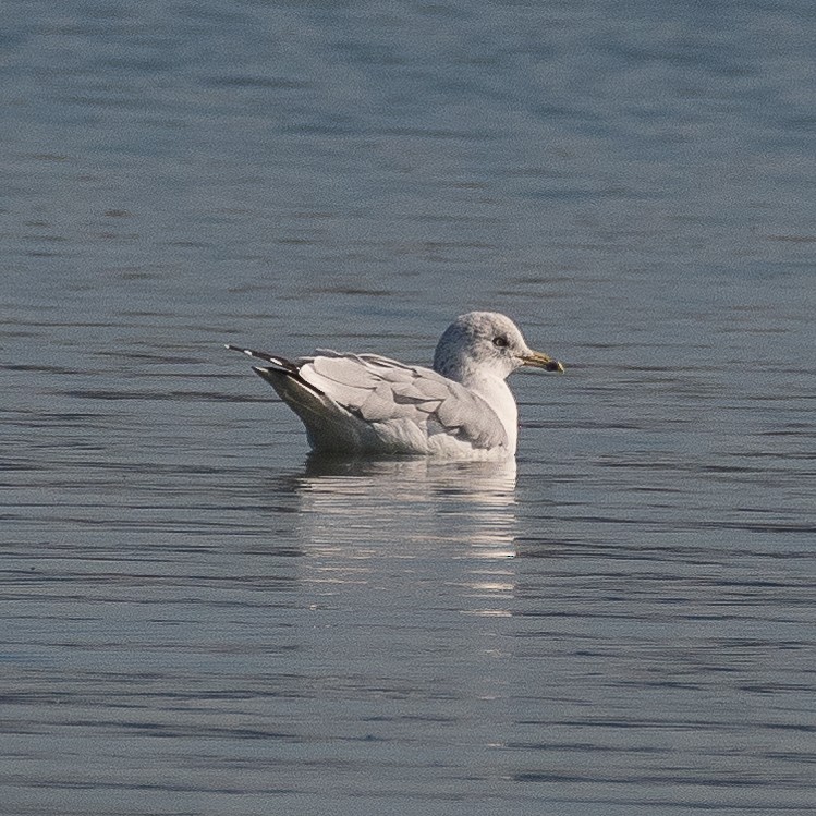 Goéland à bec cerclé - ML609338933