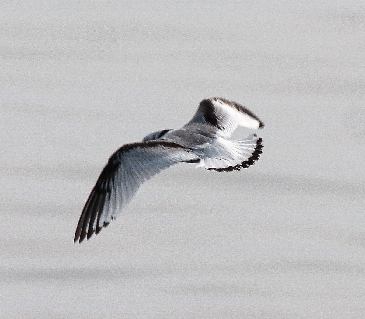 Gaviota Tridáctila - ML609338983