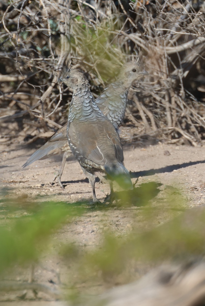 Scaled Quail - ML609339070