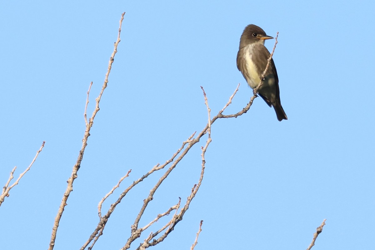 Olive-sided Flycatcher - ML609339075