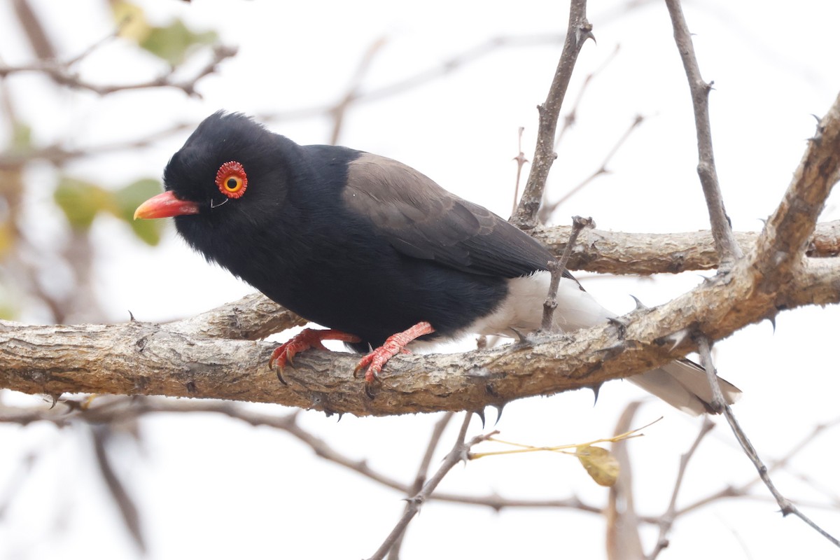 Retz's Helmetshrike - John Mills