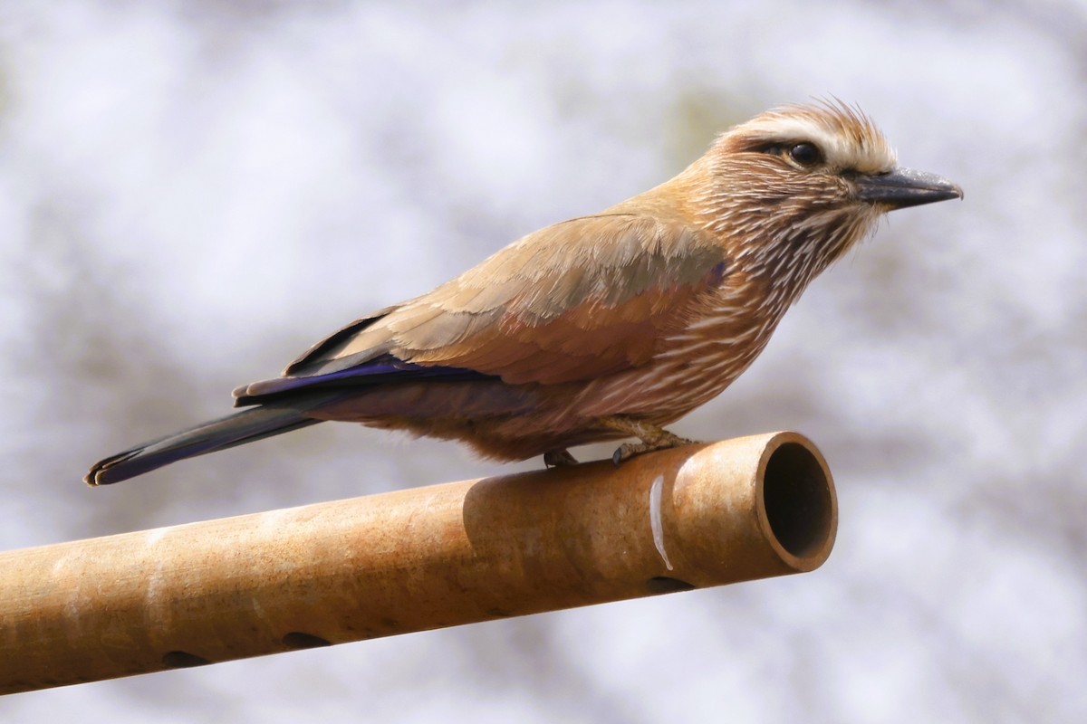 Rufous-crowned Roller - John Mills