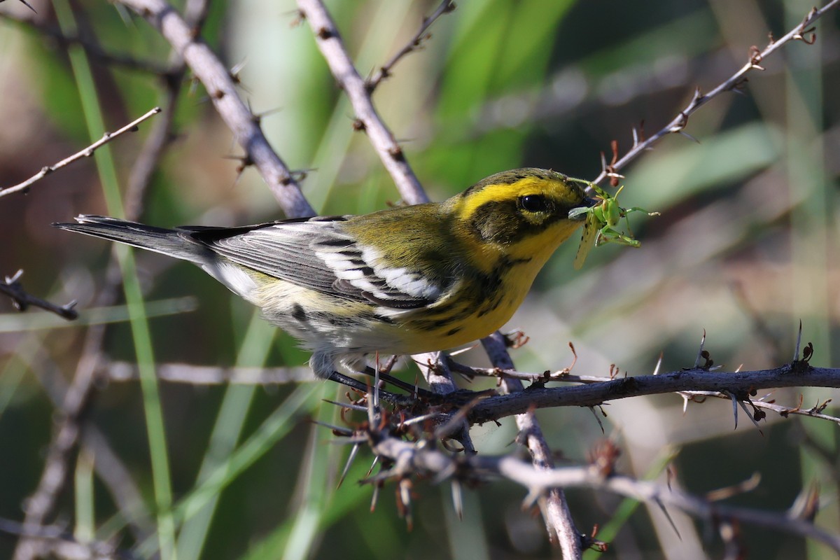 Townsend's Warbler - ML609339148