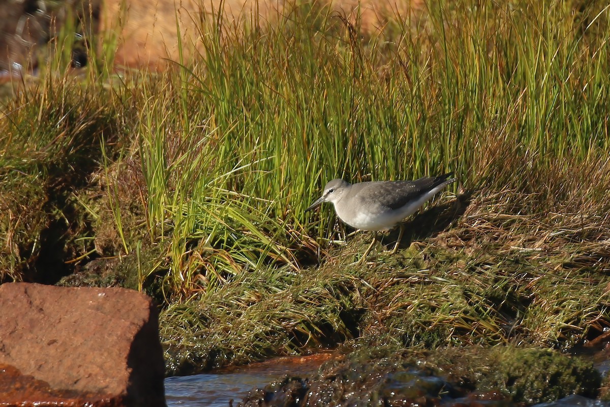 Gray-tailed Tattler - ML609339195