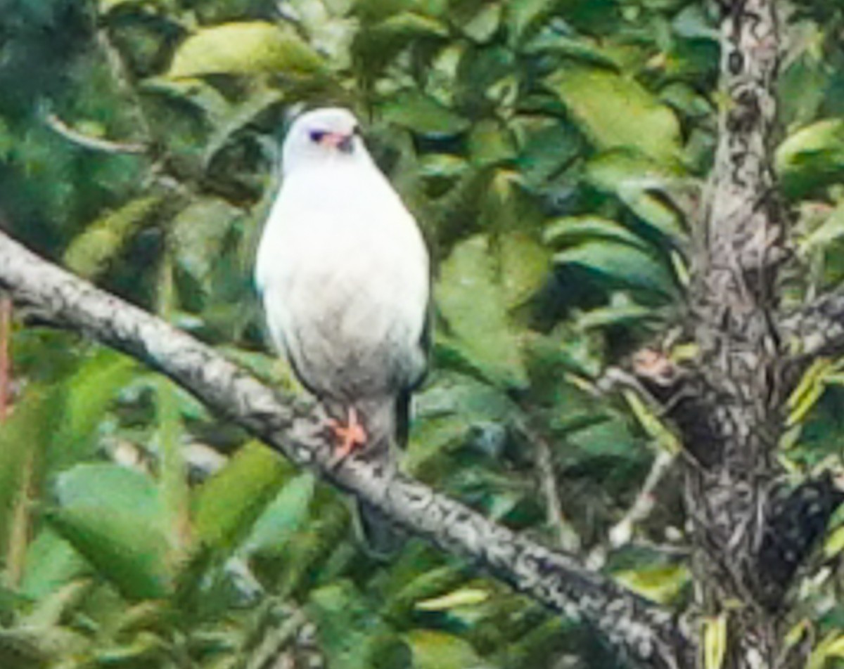 Gray-headed Goshawk - ML609339232