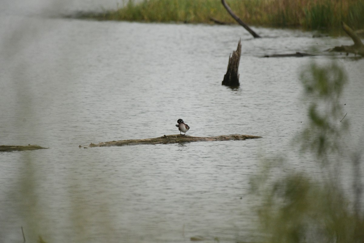 Canard branchu - ML609339249