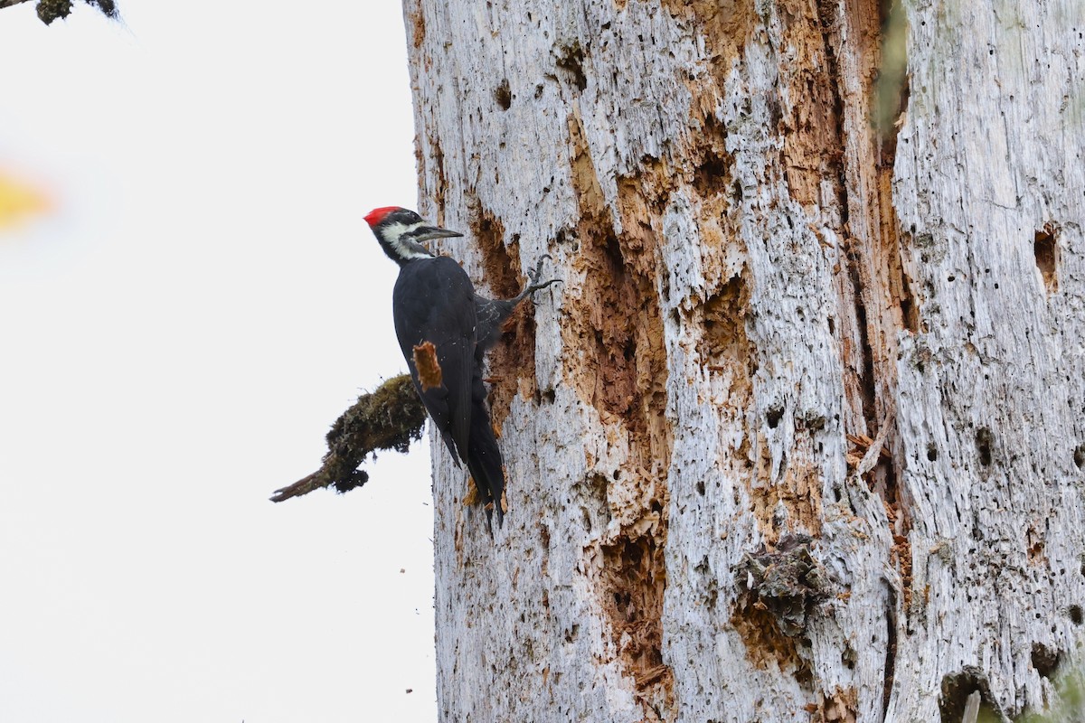 Pileated Woodpecker - Brian Gibbons