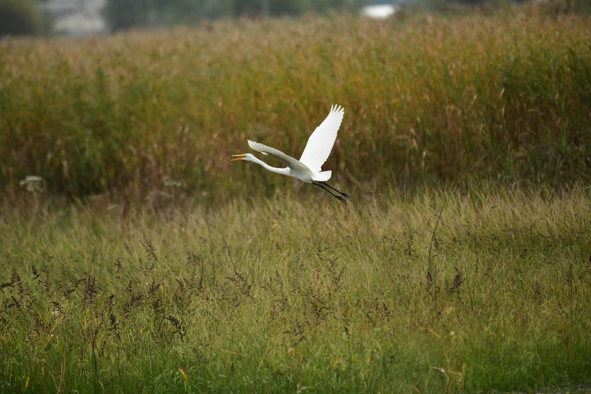 Great Egret - ML609339263