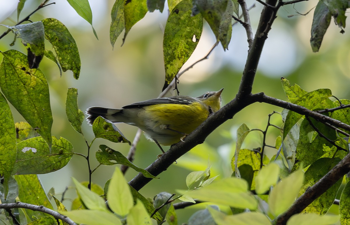 Magnolia Warbler - ML609339309