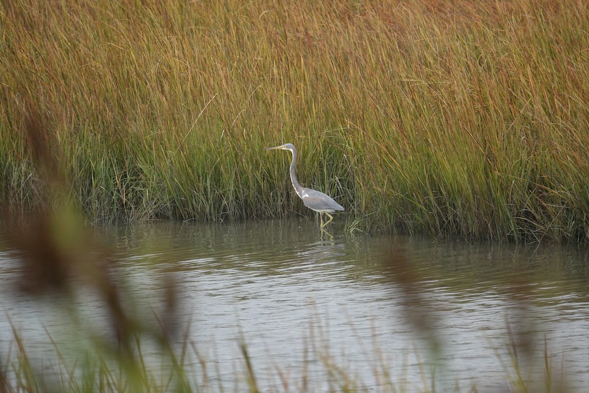 Tricolored Heron - ML609339401