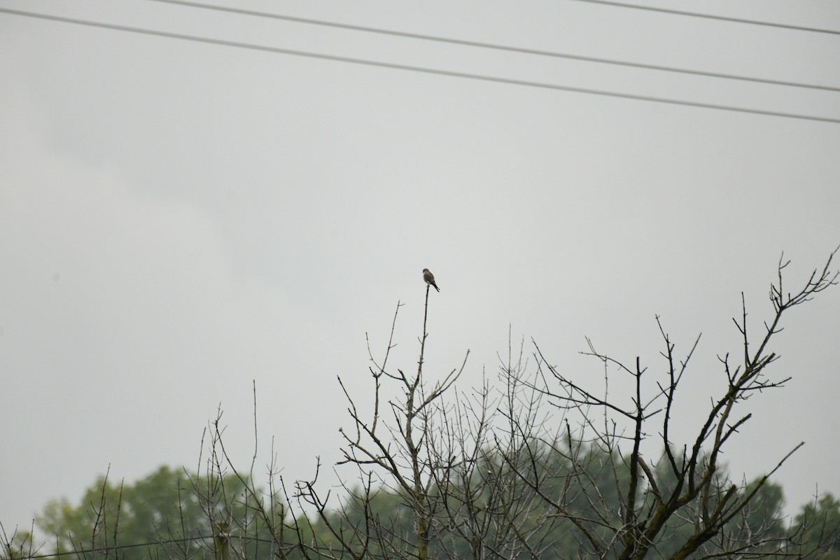 American Kestrel - Demond McDonald