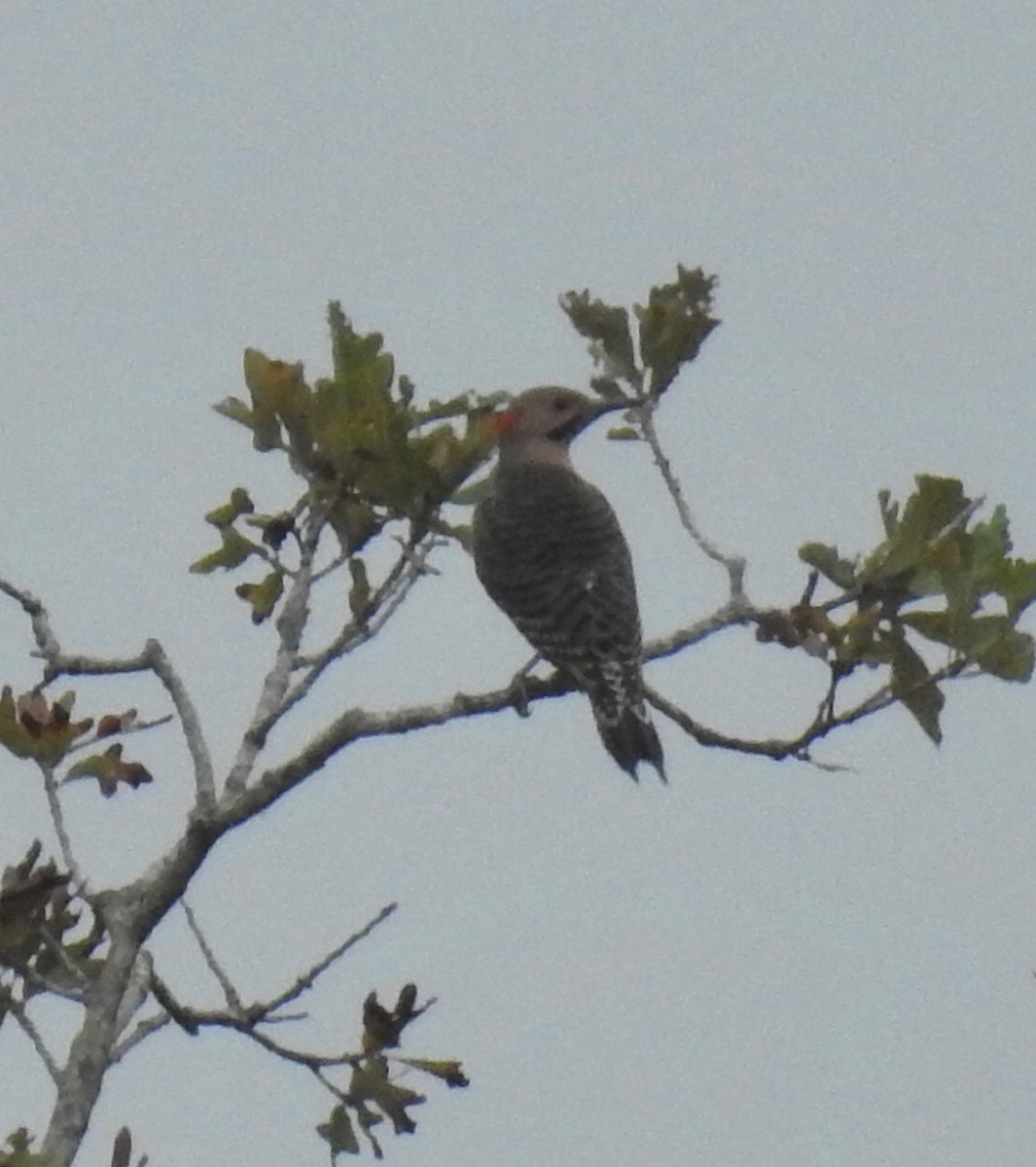 Northern Flicker - ML609339414