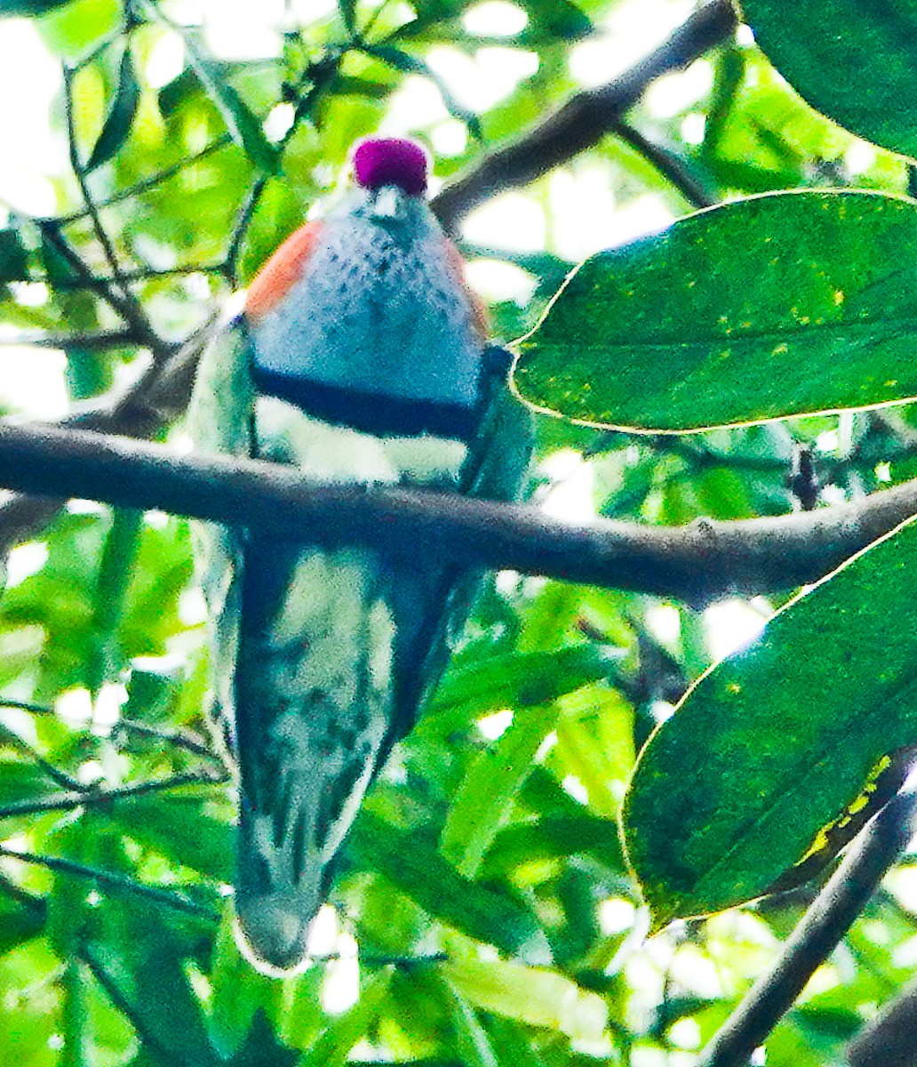 Superb Fruit-Dove - Arden Anderson