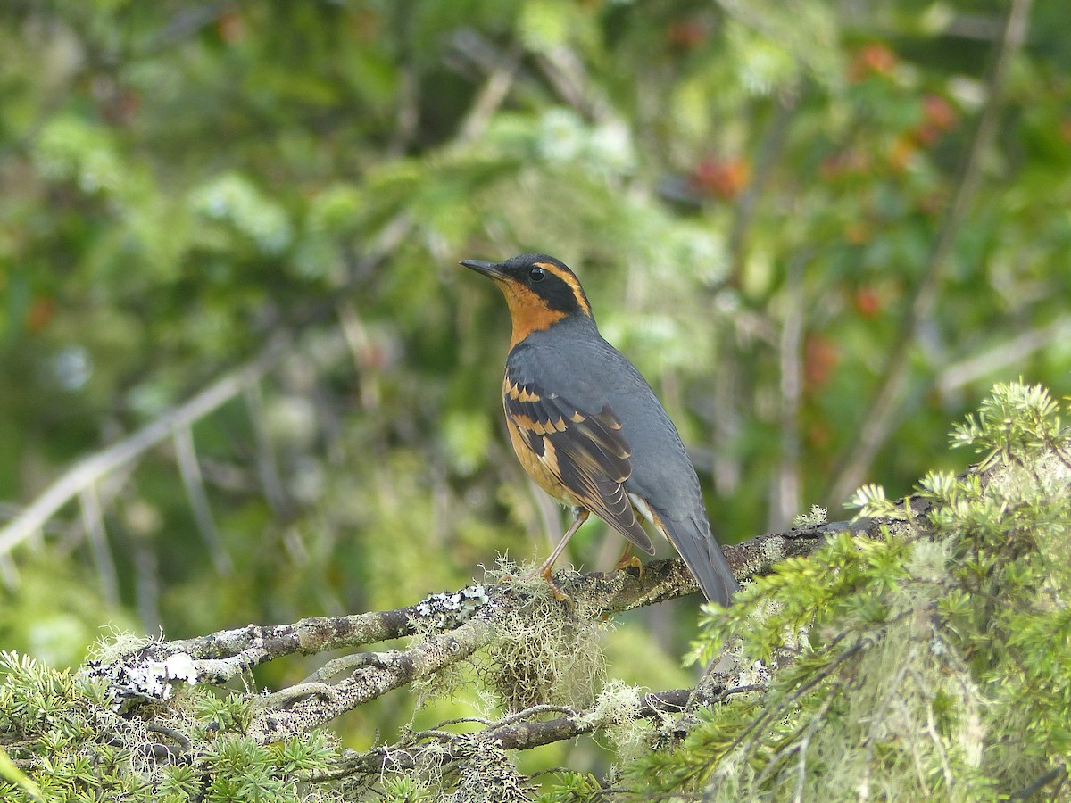 Varied Thrush - ML609339495