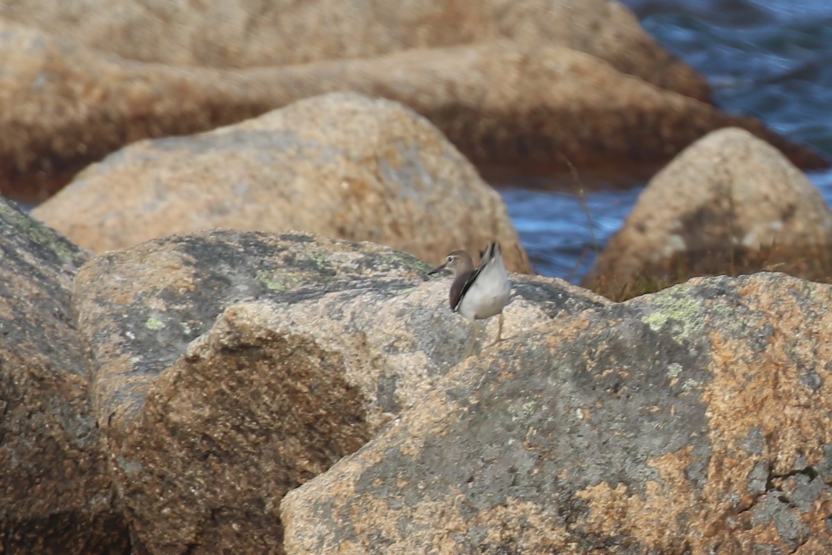 Хайргын хөгчүү - ML609339566