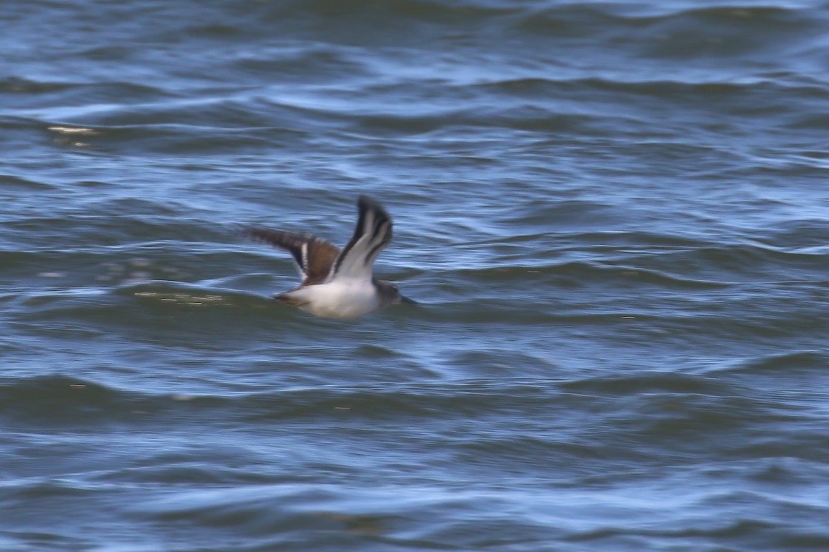 Хайргын хөгчүү - ML609339567