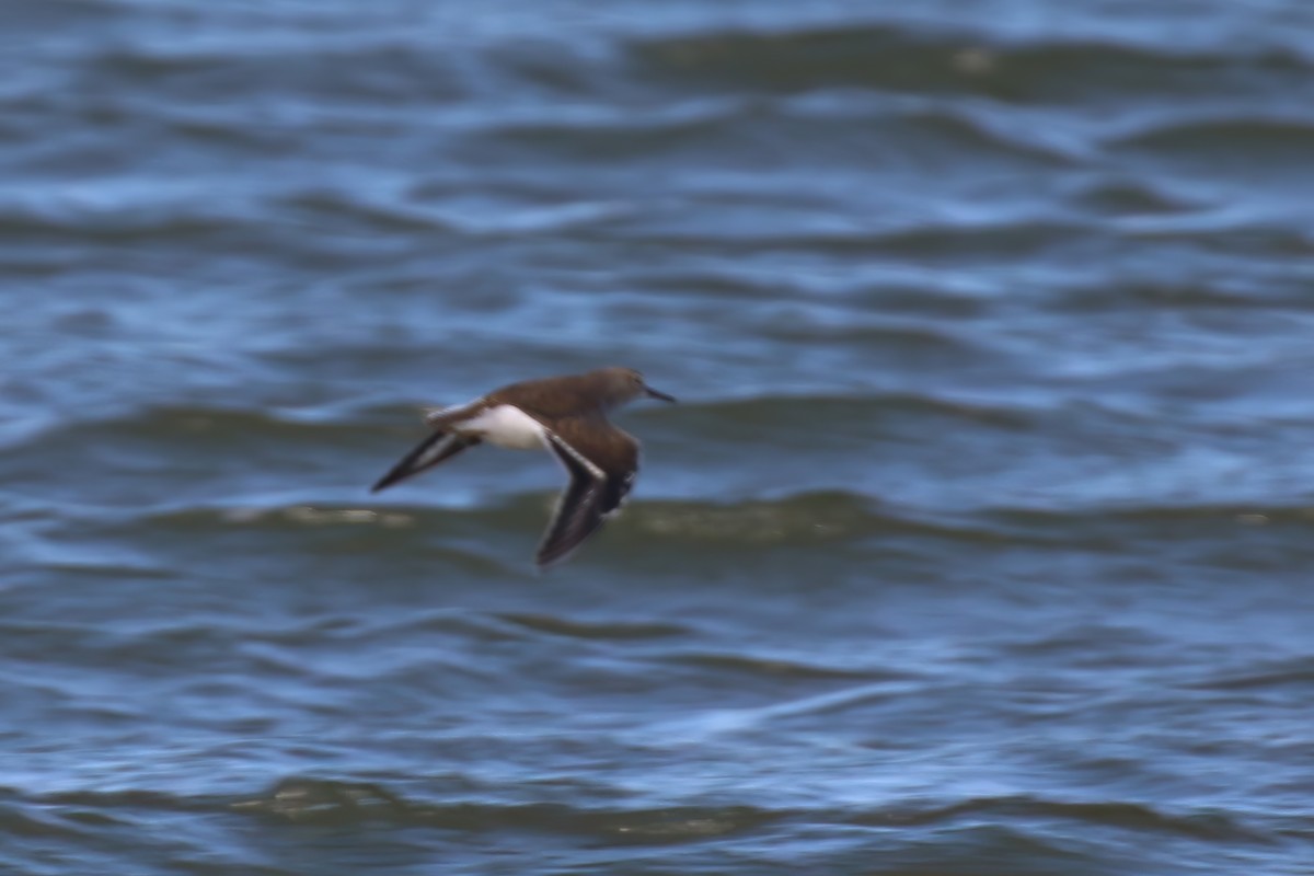 Хайргын хөгчүү - ML609339568