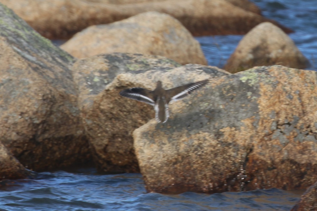 Хайргын хөгчүү - ML609339574