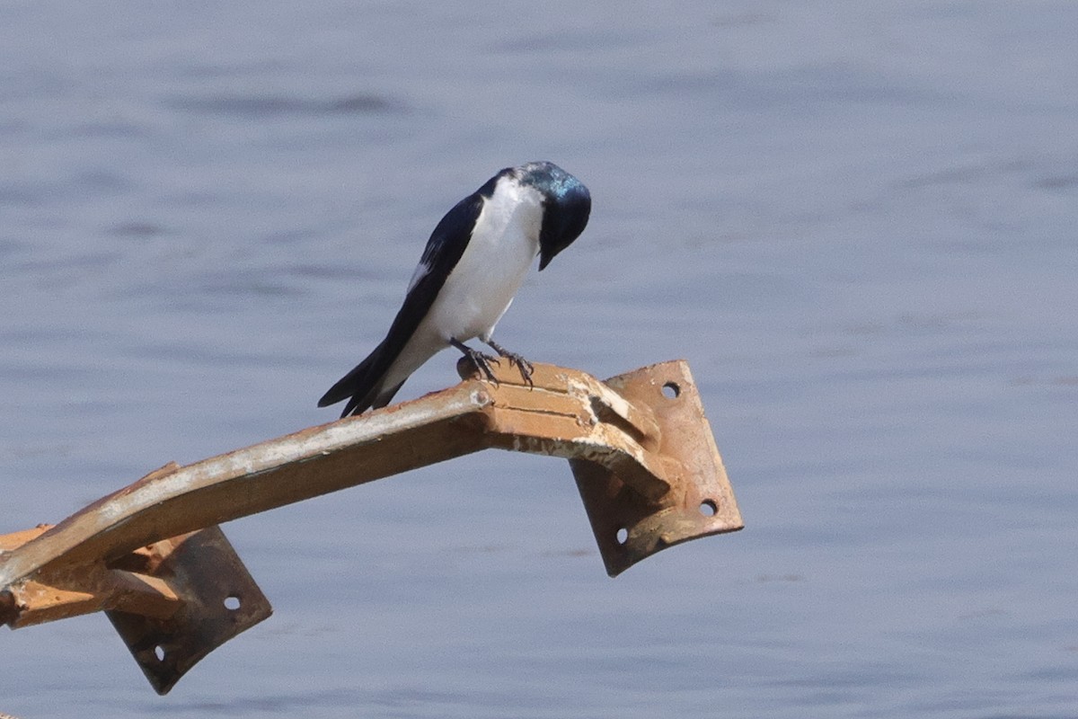 White-winged Swallow - Robert Hagen