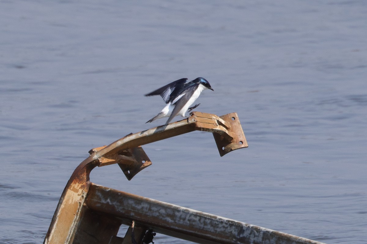 White-winged Swallow - Robert Hagen