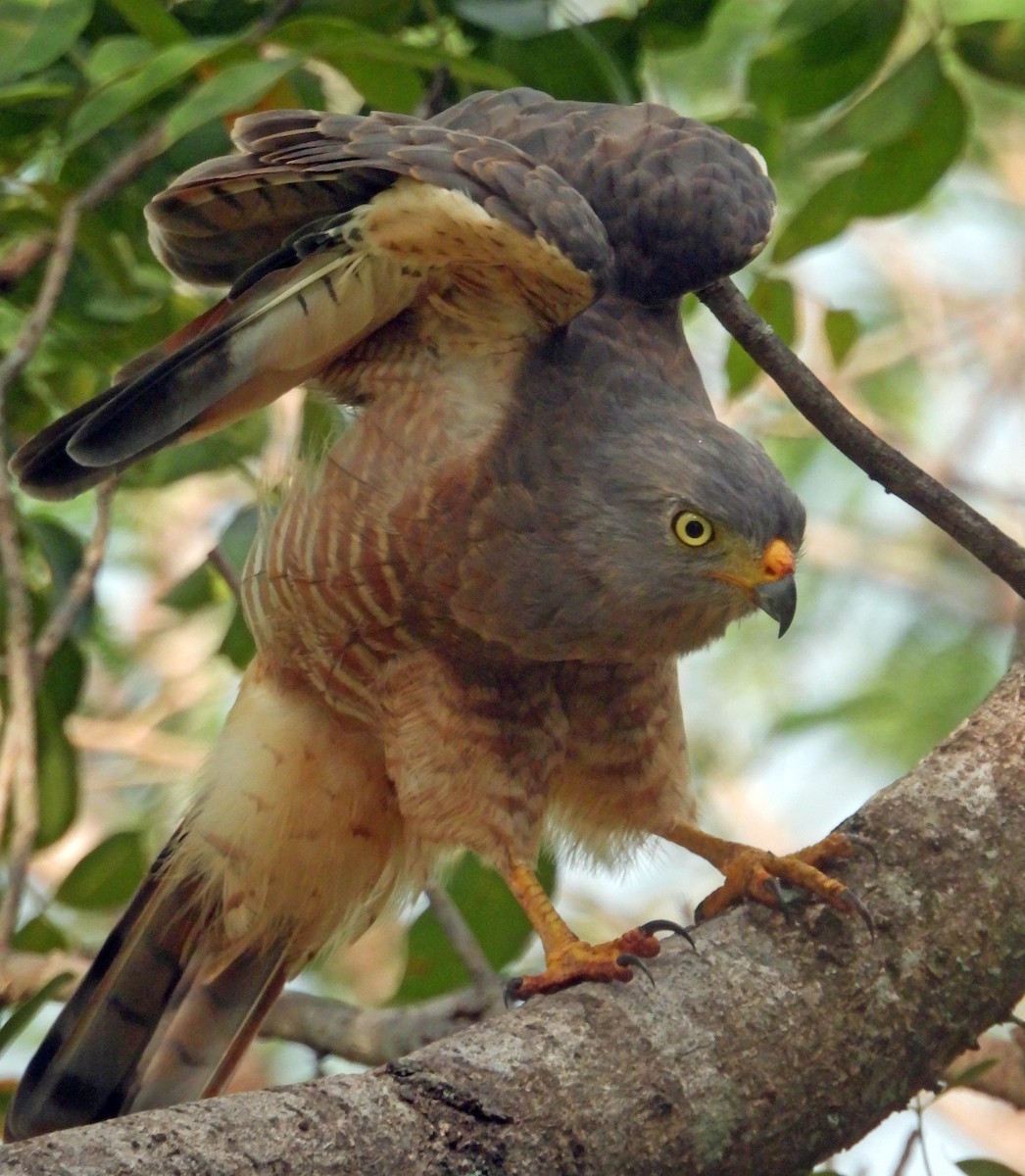 Roadside Hawk - ML609339681