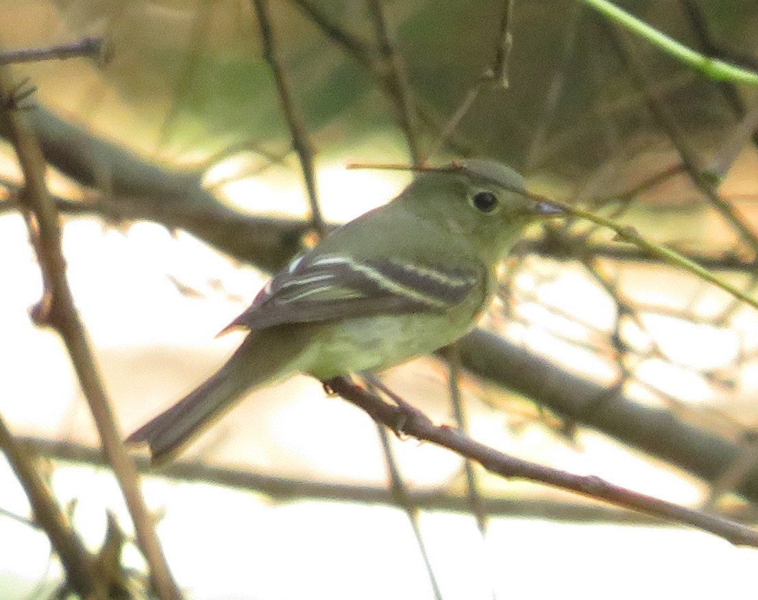 Yellow-bellied Flycatcher - ML609339724