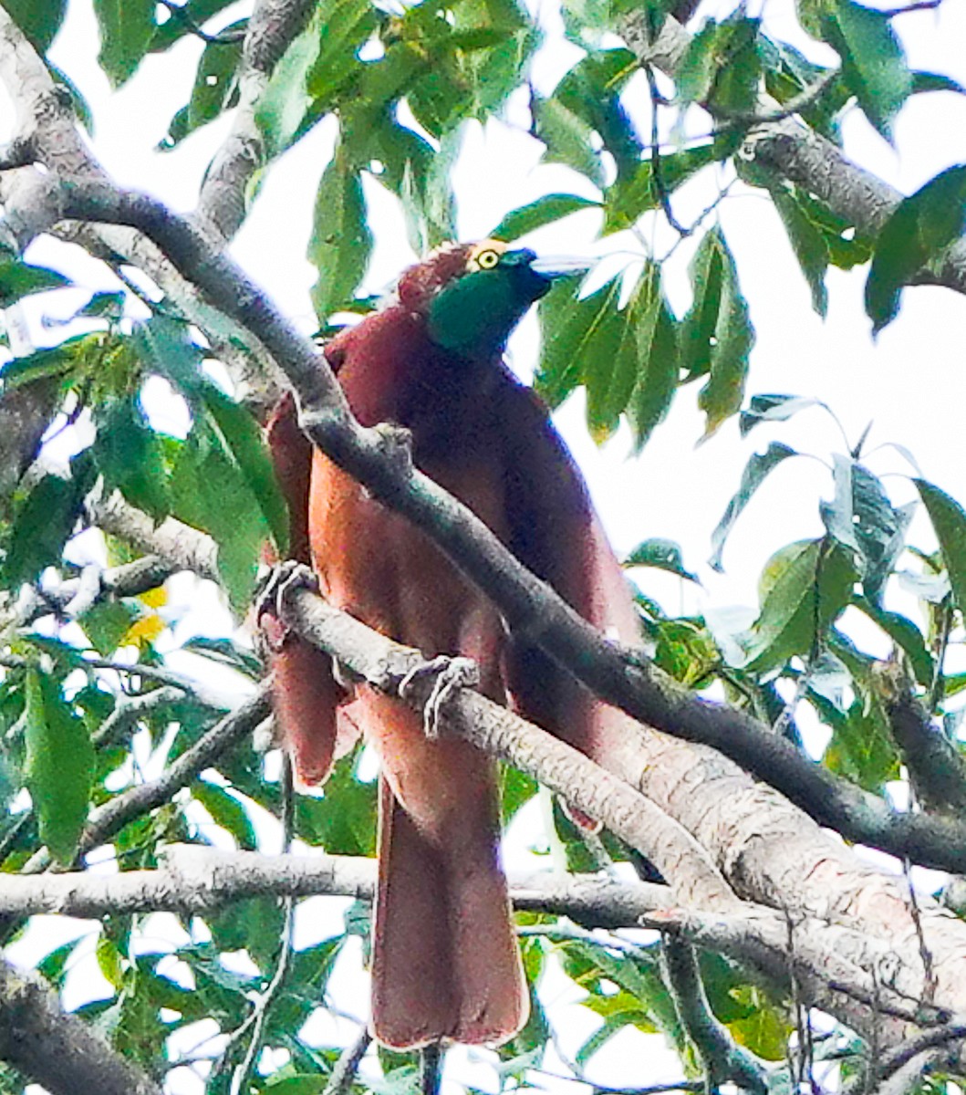 Greater Bird-of-Paradise - ML609339727